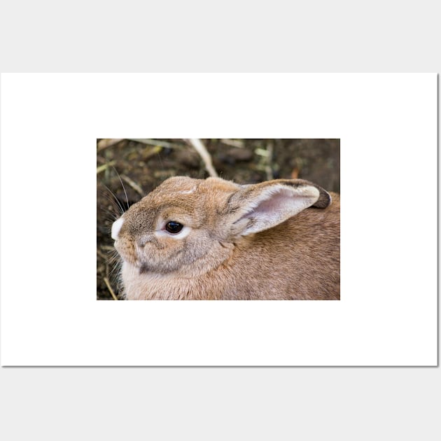 122014 cottontail Wall Art by pcfyi